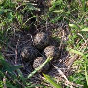 KRCA, bird nest, fauna